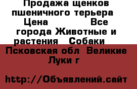 Продажа щенков пшеничного терьера › Цена ­ 30 000 - Все города Животные и растения » Собаки   . Псковская обл.,Великие Луки г.